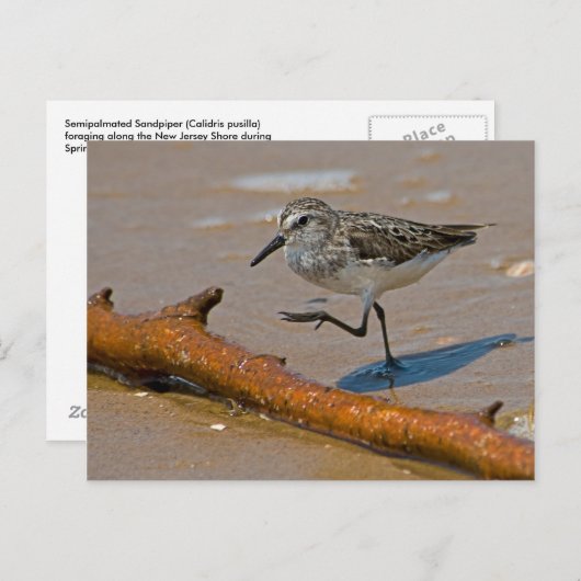 Carte postale (Devant / Derrière)