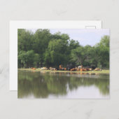 Carte postale (Devant / Derrière)