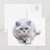 Carte Postale С à la race British Shorthair (Devant / Derrière)