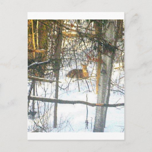 Carte Postale ḯ ґ ℯ ✐ ♏ ℯ ℴ ti α (Devant)