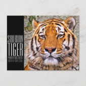 CARTE POSTALE シベリアンタイガー ポストカード (Devant)