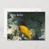 CARTE POSTALE ニ 熱 魚 (Devant / Derrière)