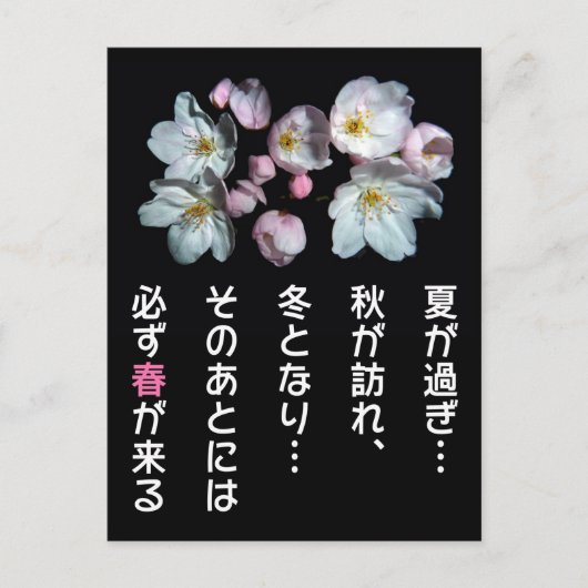 Carte Postale 募 金 用, Fleurs de cerisiers, 桜 (Devant)