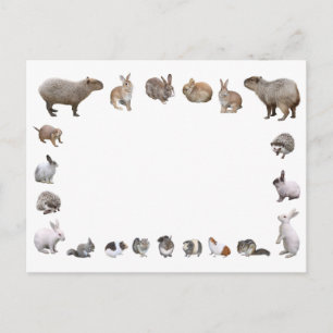 CARTE POSTALE 様 々 な 小 動 物