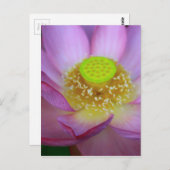 CARTE POSTALE 蓮 (Devant / Derrière)