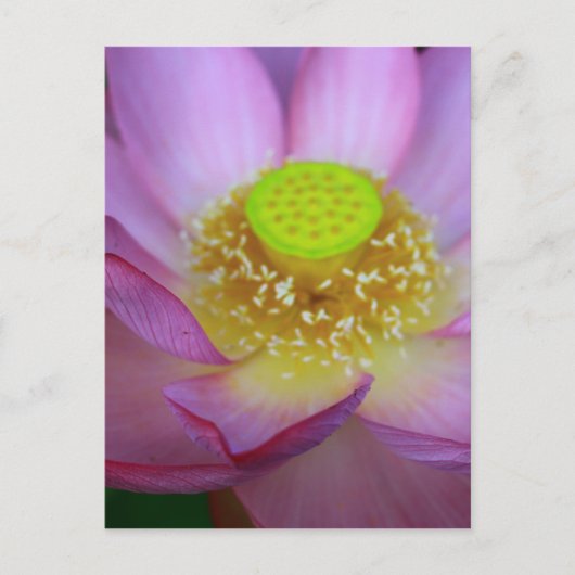 CARTE POSTALE 蓮 (Devant)