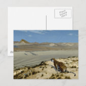 CARTE POSTALE 虎 (Devant / Derrière)