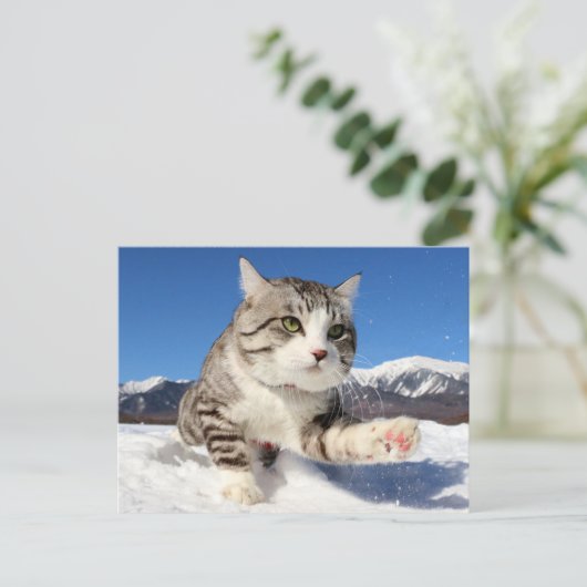 CARTE POSTALE 野良猫ニャン吉【肉球全開!】 (Debout devant)