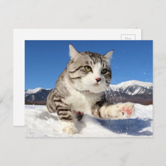 CARTE POSTALE 野良猫ニャン吉【肉球全開!】 (Devant / Derrière)