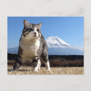 Carte Postale 野 良 猫 ニ ャ ン い 吉   de    !