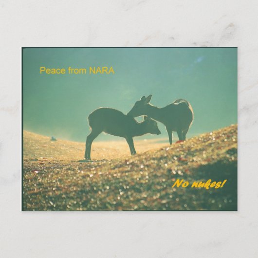 Carte Postale 鹿 nara (Devant)