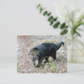 Carte Postale 003Bearcat (Debout devant)