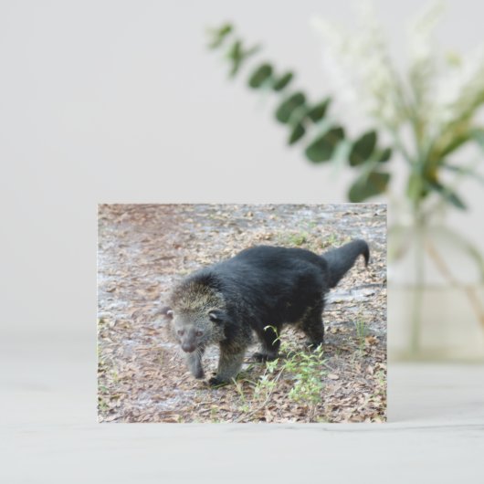 Carte Postale 003Bearcat (Debout devant)