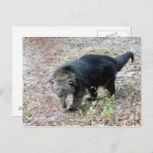 Carte Postale 003Bearcat (Devant / Derrière)