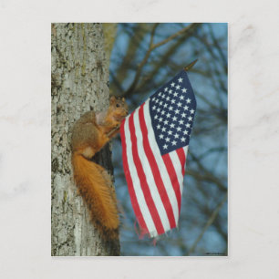 CARTE POSTALE 010510-4-APC UN ESQUIRREL PATRIOTIQUE