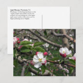 Carte Postale 02 Apple Blossoms Winchester VA Postcard (Devant / Derrière)