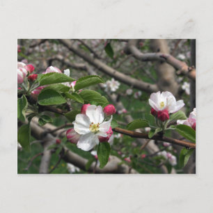 Carte Postale 02 Apple Blossoms Winchester VA Postcard