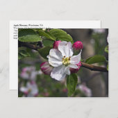 Carte Postale 03 Apple Blossoms Winchester VA Postcard (Devant / Derrière)