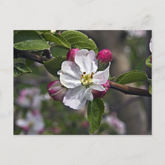 Carte Postale 03 Apple Blossoms Winchester VA Postcard (Devant)