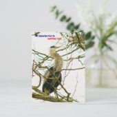 CARTE POSTALE 040111-145-APS (Debout devant)