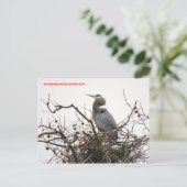 CARTE POSTALE 04011-70-APC (Debout devant)