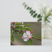 Carte Postale 04 Apple Blossoms Winchester VA Postcard (Debout devant)