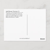 Carte Postale 04 Apple Blossoms Winchester VA Postcard (Dos)