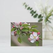 Carte Postale 05 Apple Blossoms Winchester VA Postcard (Debout devant)