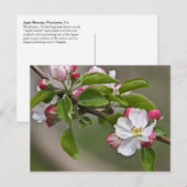 Carte Postale 05 Apple Blossoms Winchester VA Postcard (Devant / Derrière)