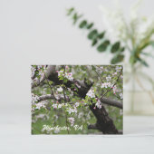 Carte Postale 09 Apple Blossoms Winchester VA Postcard (Debout devant)