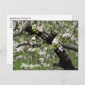 Carte Postale 09 Apple Blossoms Winchester VA Postcard (Devant / Derrière)