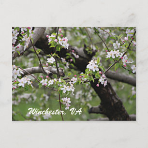 Carte Postale 09 Apple Blossoms Winchester VA Postcard