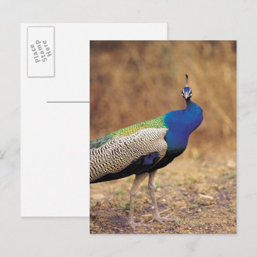 CARTE POSTALE 0 3 (Devant / Derrière)