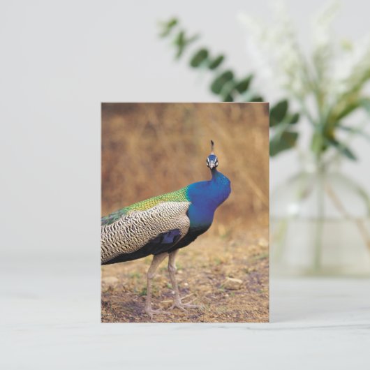 CARTE POSTALE 0 3 (Debout devant)