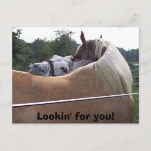 Carte Postale 100_0416, Lookin' for you!