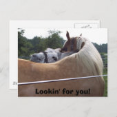 Carte Postale 100_0416, Lookin pour vous ! (Devant / Derrière)