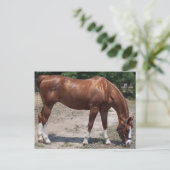 CARTE POSTALE 100_0464 (Debout devant)