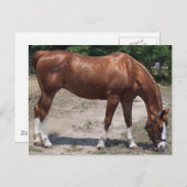 CARTE POSTALE 100_0464 (Devant / Derrière)