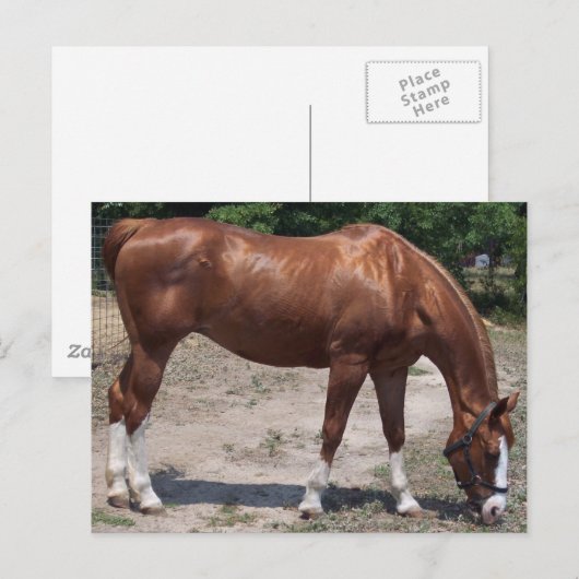 CARTE POSTALE 100_0464 (Devant / Derrière)