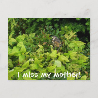 Carte Postale 100_1805, ma mère me manque !