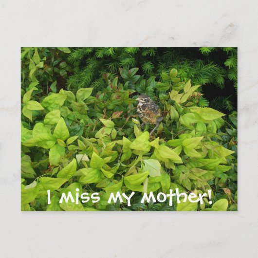 Carte Postale 100_1805, ma mère me manque ! (Devant)