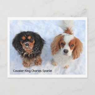 Carte Postale 1011-M-swissdoggies 6