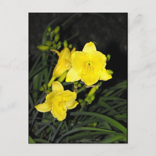 Carte Postale ~ 10 été ~ (Devant)