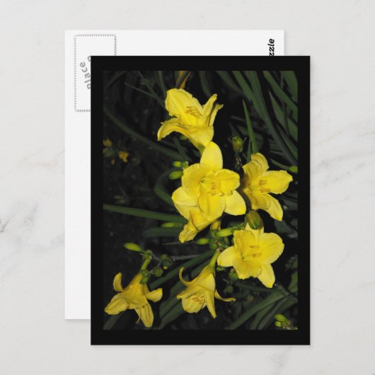 Carte Postale ~ 11 été ~ (Devant / Derrière)