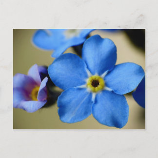 Carte postale 11 Forget-Me-Nots