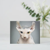 Carte Postale 11 Sphinx Cat (Debout devant)