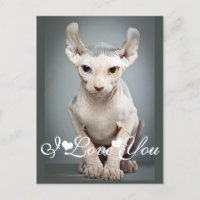 11 Sphinx Cat Photo Image I Love You
