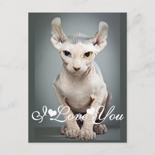 Carte Postale 11 Sphinx Cat Photo Image I Love You (Devant)