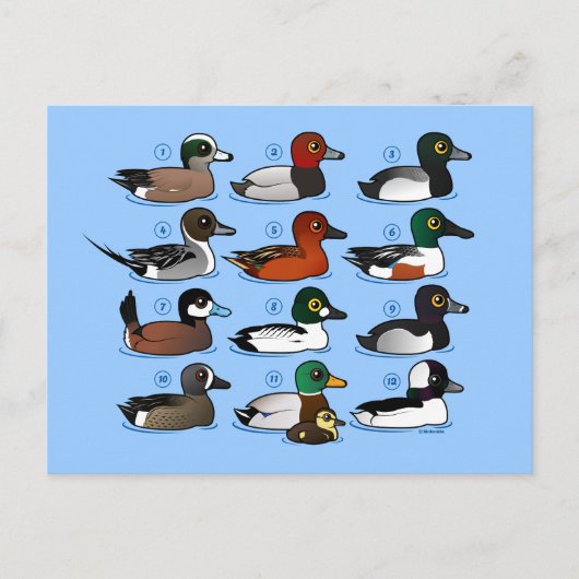 Carte Postale 12 Canards (Devant)