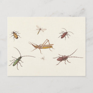 Carte Postale 17th C. Beaux-Arts Croquis de sept insectes différ